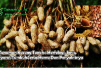 Tanaman Kacang Tanah : Morfologi, Jenis, Syarat Tumbuh Serta Hama Dan Penyakitnya