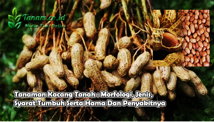 Tanaman Kacang Tanah : Morfologi, Jenis, Syarat Tumbuh Serta Hama Dan Penyakitnya