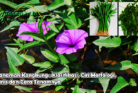 Tanaman Kangkung : Klasifikasi, Ciri Morfologi, Jenis dan Cara Tanamnya