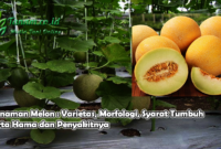 Tanaman Melon : Varietas, Morfologi, Syarat Tumbuh serta Hama dan Penyakitnya