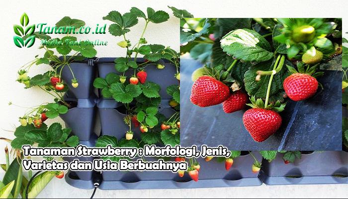 Tanaman Strawberry : Morfologi, Jenis, Varietas dan Usia Berbuahnya