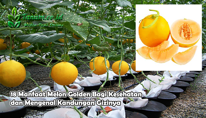 18 Manfaat Melon Golden Bagi Kesehatan dan Mengenal Kandungan Gizinya