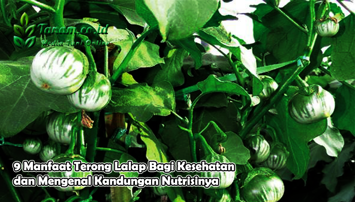 9 Manfaat Terong Lalap Bagi Kesehatan dan Mengenal Kandungan Nutrisinya