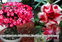 Bunga Adenium : Klasifikasi, Morfologi dan Jenisnya