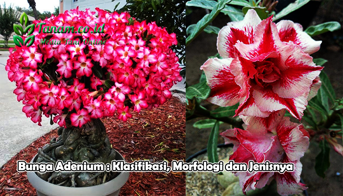 Bunga Adenium : Klasifikasi, Morfologi dan Jenisnya