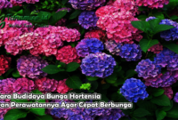 Cara Budidaya Bunga Hortensia Dan Perawatannya Agar Cepat Berbunga