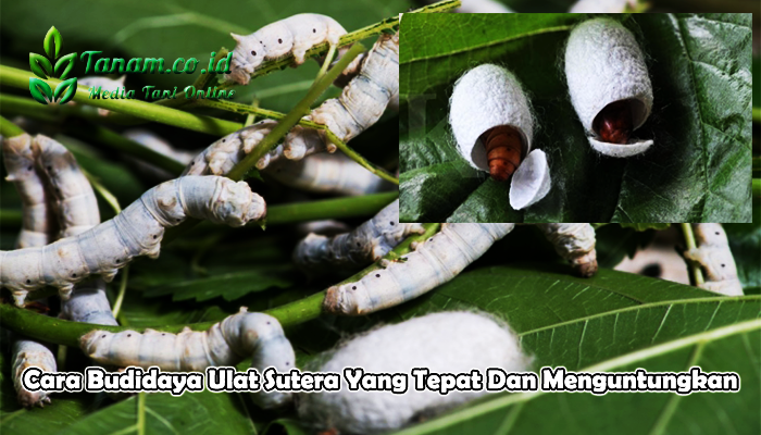 Cara Budidaya Ulat Sutera Yang Tepat Dan Menguntungkan