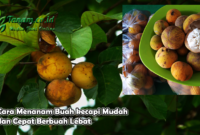 Cara Menanam Buah kecapi Mudah dan Cepat Berbuah Lebat