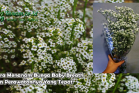 Cara Menanam Bunga Baby Breath dan Perawatannya Yang Tepat