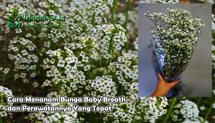 Cara Menanam Bunga Baby Breath dan Perawatannya Yang Tepat