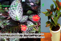 Cara Menanam Bunga Episcia Cupreata Dan Perawatannya Agar Giat Berbunga