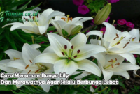 Cara Menanam Bunga Lily Dan Merawatnya Agar Selalu Berbunga Lebat