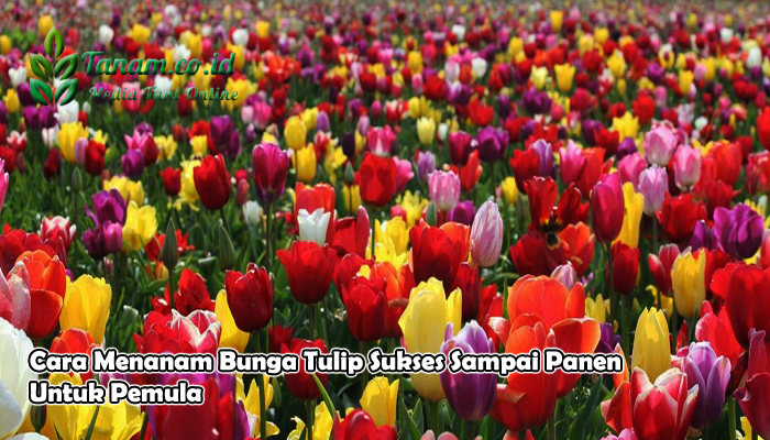 Cara Menanam Bunga Tulip Sukses Sampai Panen Untuk Pemula