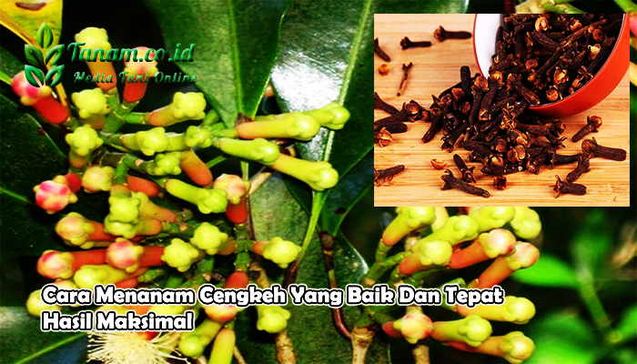 Cara Menanam Cengkeh Yang Baik Dan Tepat Hasil Maksimal