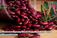 Cara Menanam Kacang Merah Yang Baik Dan Benar Serta Perawatannya