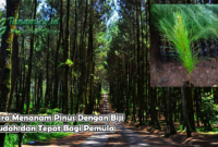 Cara Menanam Pinus Dengan Biji Mudah dan Tepat Bagi Pemula