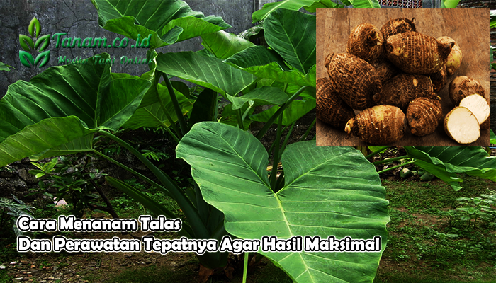 Cara Menanam Talas Dan Perawatan Tepatnya Agar Hasil Maksimal
