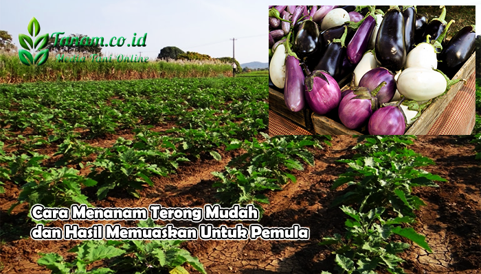 Cara Menanam Terong Mudah dan Hasil Memuaskan Untuk Pemula