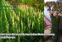 Inilah Cara Merawat Bunga Sedap Malam Potong Untuk Pemula