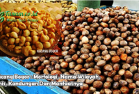 Kacang Bogor : Morfologi, Nama Wilayah, Jenis, Kandungan Dan Manfaatnya