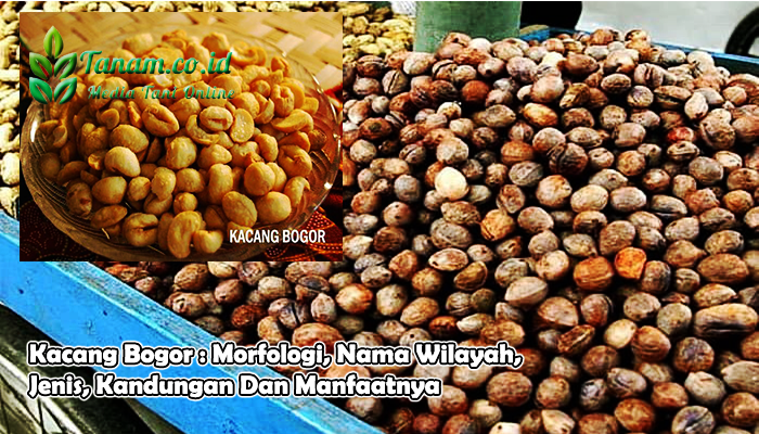 Kacang Bogor : Morfologi, Nama Wilayah, Jenis, Kandungan Dan Manfaatnya