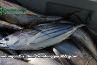 Kandungan Gizi Ikan Cakalang per 100 gram