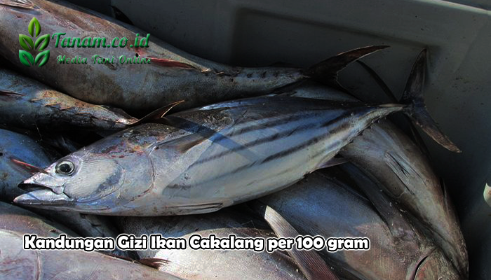 Kandungan Gizi Ikan Cakalang per 100 gram