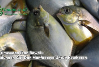 Keistimewaan Ikan Bawal : Kandungan Gizi Dan Manfaatnya Untuk Kesehatan