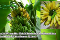 Cara Budidaya Kacang Tunggak Mudah dan Berhasil Untuk Pemula