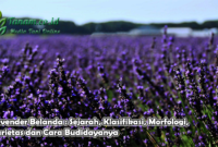 Lavender Belanda : Sejarah, Klasifikasi, Morfologi, Varietas dan Cara Budidayanya