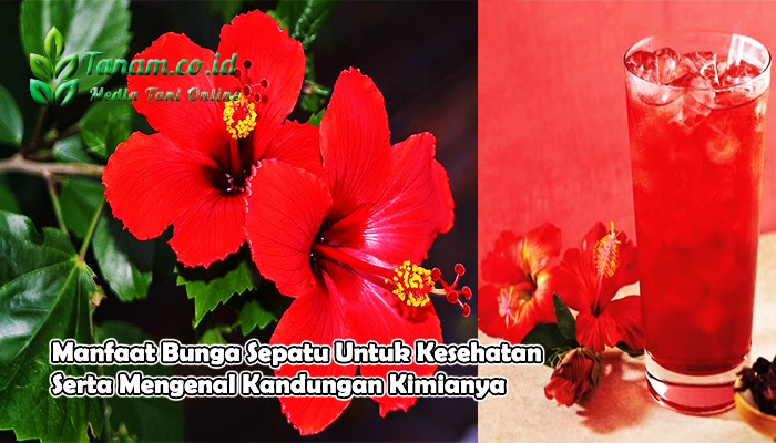 Manfaat Bunga Sepatu Untuk Kesehatan Serta Mengenal Kandungan Kimianya