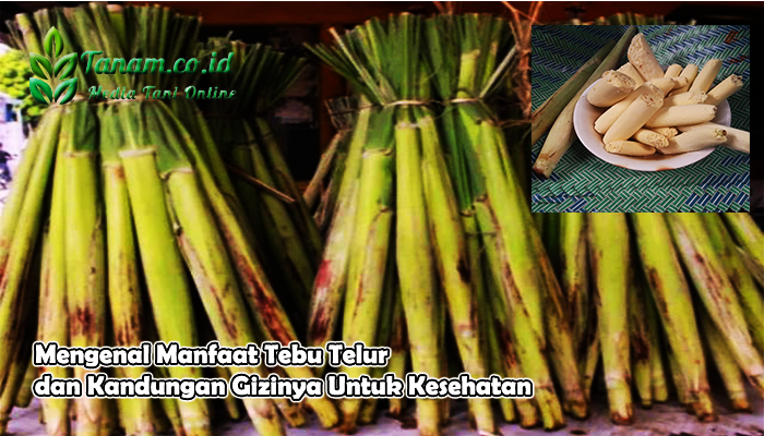 Mengenal Manfaat Tebu Telur dan Kandungan Gizinya Untuk Kesehatan