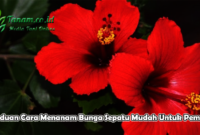 Panduan Cara Menanam Bunga Sepatu Mudah Untuk Pemula