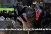 Panduan Cara Ternak Ayam Kalkun Pemula Sukses Berhasil