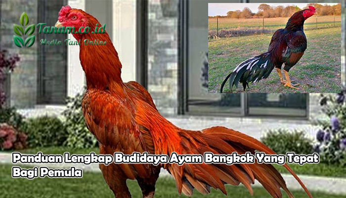 Panduan Lengkap Budidaya Ayam Bangkok Yang Tepat Bagi Pemula