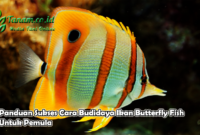 Panduan Sukses Cara Budidaya Ikan Butterfly Fish Untuk Pemula