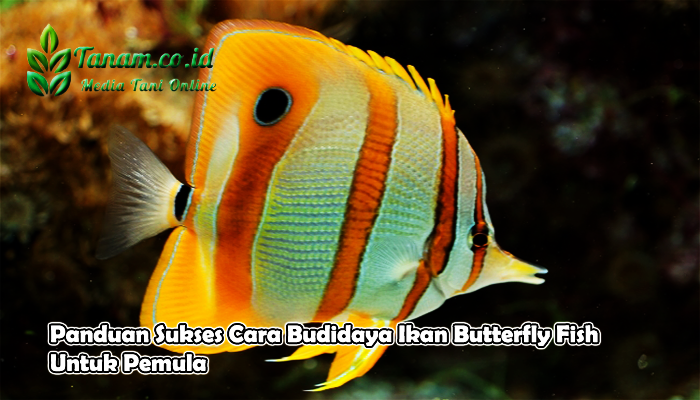 Panduan Sukses Cara Budidaya Ikan Butterfly Fish Untuk Pemula