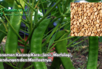 Tanaman Kacang Koro : Jenis, Morfologi, Kandungan dan Manfaatnya