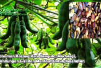 Tanaman Kacang Koro Benguk : Morfologi, Kandungan Gizi dan Manfaat Untuk Kesehatan