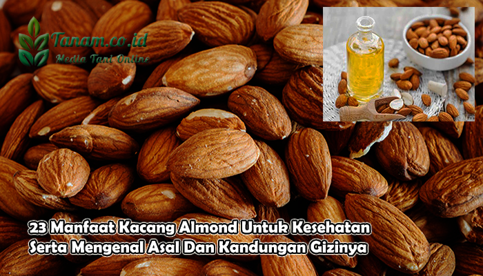 23 Manfaat Kacang Almond Untuk Kesehatan Serta Mengenal Asal Dan Kandungan Gizinya