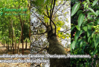 Budidaya Pohon Cendana : Persiapan, Penamanan, Perawatan Dan Masa Panen