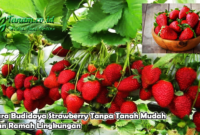 Cara Budidaya Strawberry Tanpa Tanah Mudah Dan Ramah Lingkungan