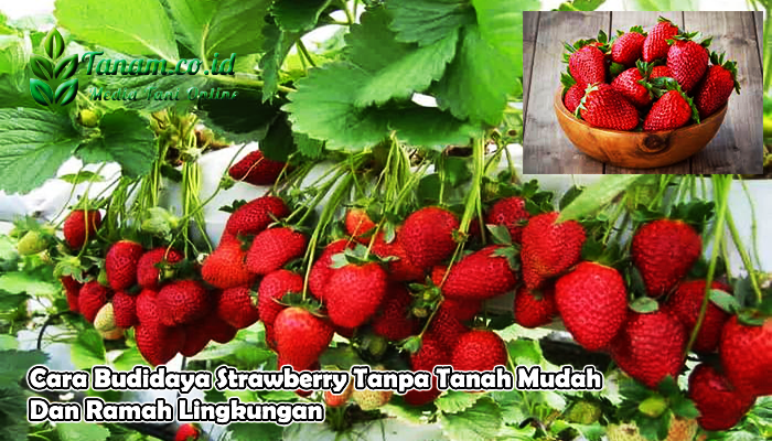 Cara Budidaya Strawberry Tanpa Tanah Mudah Dan Ramah Lingkungan