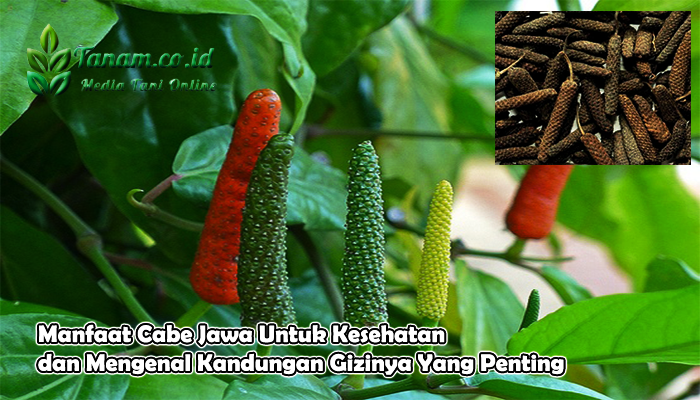 Manfaat Cabe Jawa Untuk Kesehatan dan Mengenal Kandungan Gizinya Yang Penting