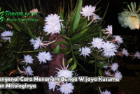 Mengenal Cara Menanam Bunga Wijaya Kusuma Dan Mitologinya