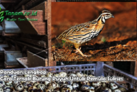 Panduan Lengkap Cara Ternak Burung Puyuh Untuk Pemula Sukses