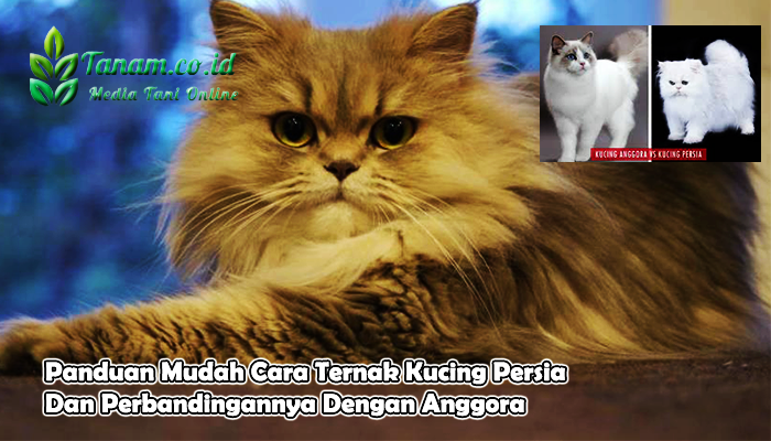 Kucing persia merupakan ras kucing dalam negeri berbulu panjang dengan kepribadian wajah bundar serta moncong pendek. Namanya mengacu pada Persia, nama lama Iran, di mana kucing seragam ditemui.