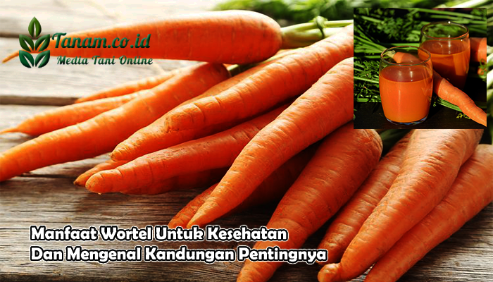 Manfaat Wortel Untuk Kesehatan Dan Mengenal Kandungan Pentingnya