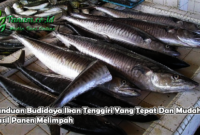 Panduan Budidaya Ikan Tenggiri Yang Tepat Dan Mudah Hasil Panen Melimpah