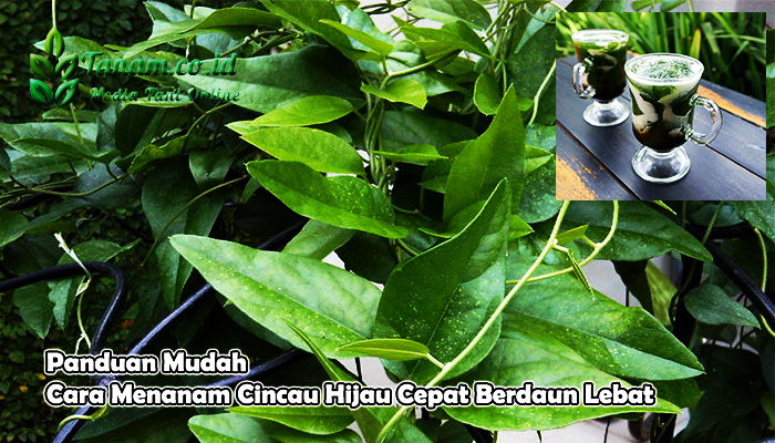 Panduan Mudah Cara Menanam Cincau Hijau Cepat Berdaun Lebat